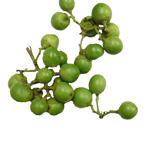 Leswa - Lasoda (लसोड़ा) Vegetable 1kg